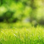 green grass lawn care