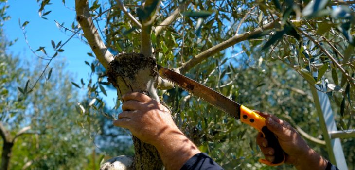 olive tree pruning
